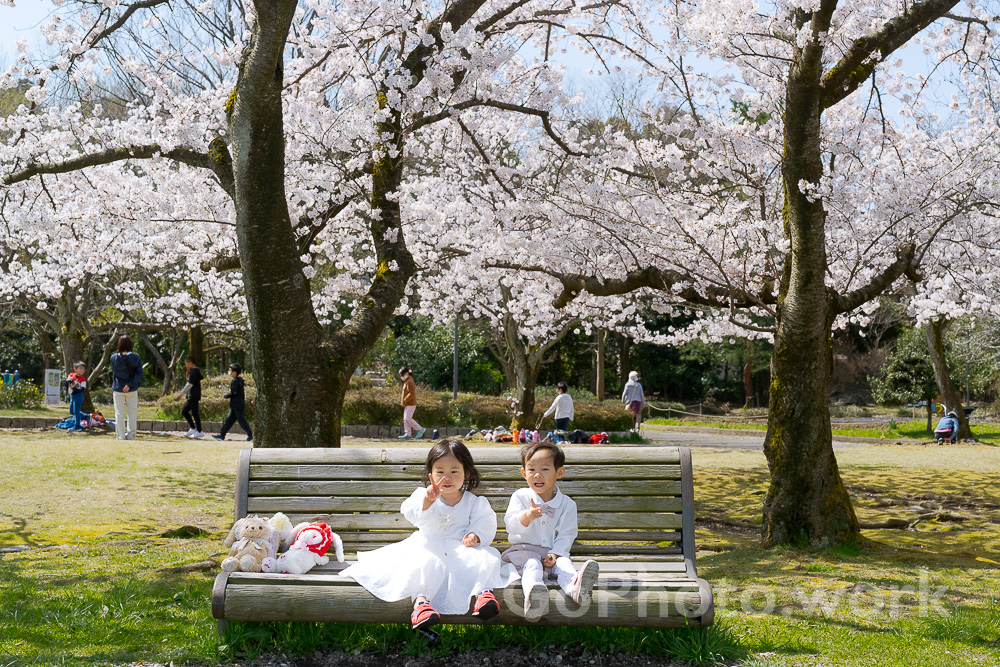 満開の桜の木の下の双子