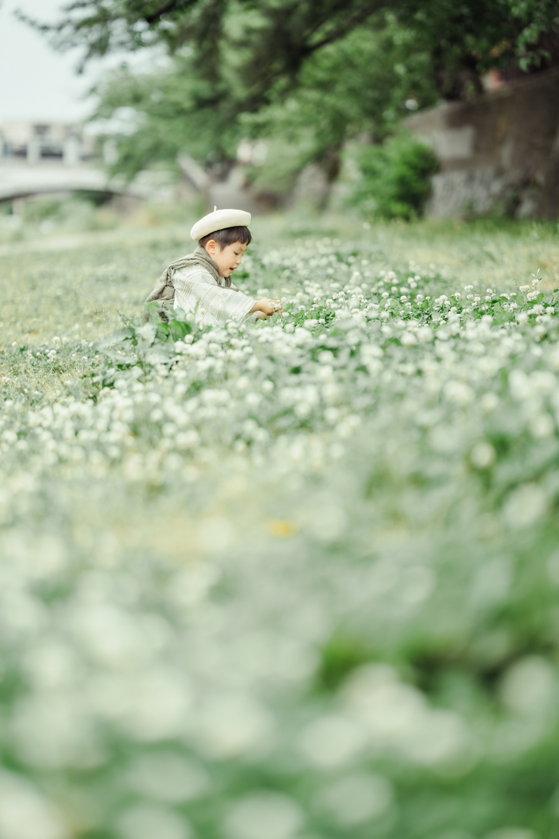 シロツメ草畑で花摘みをする七五三の男の子
